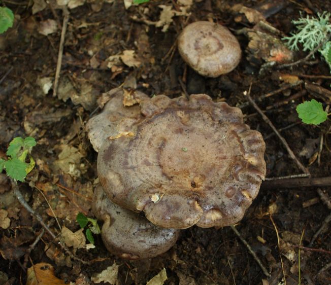 Lactarius da Id.